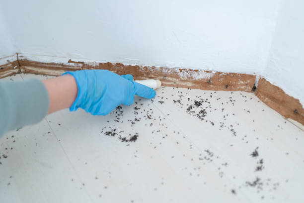 Best Pest Control for Homes  in White Settlement, TX